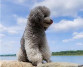 揭秘稀有宠物的秘密：探寻神秘面纱