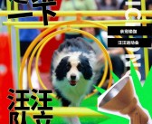 打造最强宠物团队：征服挑战赛场