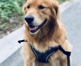 挑战顶尖训练师：成为宠物训练大师