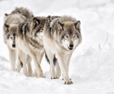 探索神秘力量：揭示宠物的真正本质