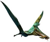 魔力宝贝翼龙到底怎么样