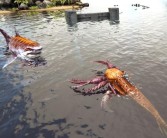 魔力宝贝因果报应伤害系数与反伤系数