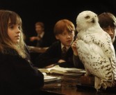 发现独特宠物：探秘魔法世界奇妙生物