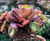 魔力百科网顶级法师专访：揭秘顶尖法师的心得！