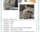 解锁珍稀宠物：拥有神秘技能的宝贝