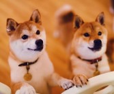 与宠物伙伴并肩作战，征服魔法大陆