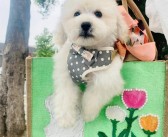 打造独一无二的宠物团队：征服挑战称霸领域