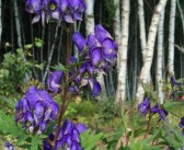 关于17.寻找失落的魔法！魔力宝贝私服召唤你回归的信息