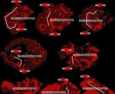 魔力宝贝副本攻略 关卡玩法技巧