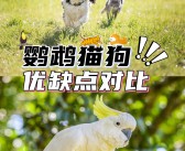 培养亲密关系：宠物伙伴之间的默契合作