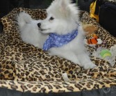 共同成长：书写属于你和宠物的传奇