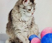 创造非凡传奇：书写属于自己的宠物故事