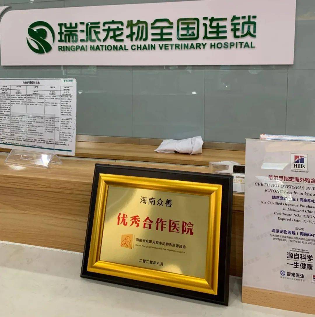 合作共赢：打造最强宠物团队赢得胜利