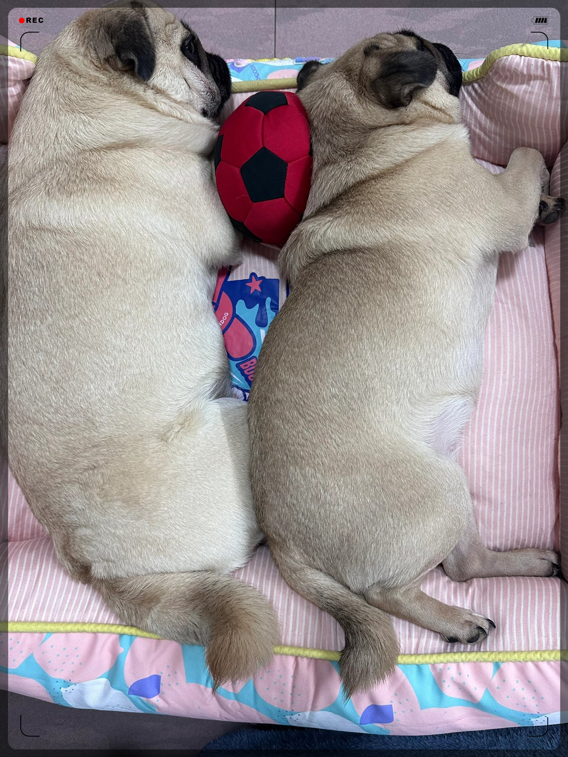 与宠物伙伴并肩作战,征服魔法大陆 与宠物伙伴并肩作战,征服魔法大陆